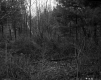 Brush in Forest
