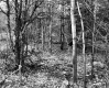 Forest Trees
