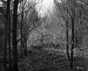 Small Trees in Forest