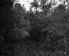 Bushy Trees