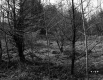 Small Forest Trees