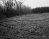 Brush in Field