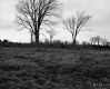 Field and Trees