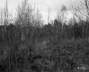 Thickets and Trees