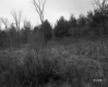 Thickets and Trees
