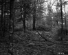 Forest Floor
