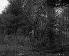 Branches in Forest