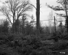 Electrical Wires through Forest