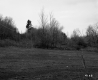 Field and Trees
