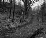 Forest Road
