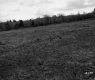 Grassy Meadow