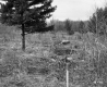 Forest Brush