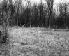 Grassy Field