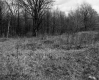 Grassy Field