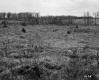 Tall Grass