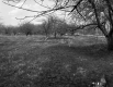 Trees in Field