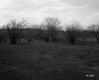 Trees by Field
