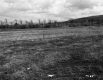 Grassy Field