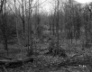 Branches in Forest