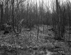 Small Trees in Forest