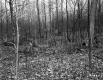 Small Trees in Forest
