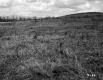 Grassy Hills