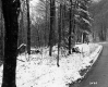 Trees by Dirt Road