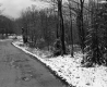 Trees by Dirt Road