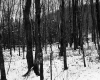 Snowy Forest