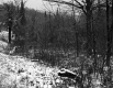 Snowy Forest