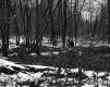 Snowy Forest