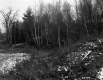 Wooded Hill