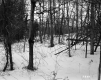 A Grouping of Deciduous Trees, Including Some Birch