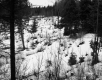 Southwestern View of Stumps and the Remaining Trees