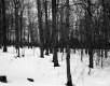 Southwestern View of Deciduous Trees in Derby
