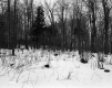Eastern View of Stumps and Deciduous Trees