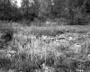 Tall Grass