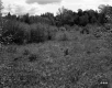 Shrubs and Tall Grass