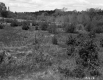 Field with Small Trees