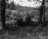 Field between Trees
