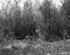 Thickets