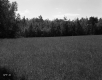 Trees on Edge of Field
