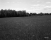 Trees on Edge of Field