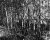Thin Trees