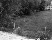 Field with Wood Poles