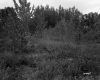Trees and Grass