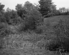 Wooded Hill