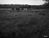 Grassy Field