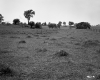 Field with Trees