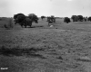 Field with Trees
